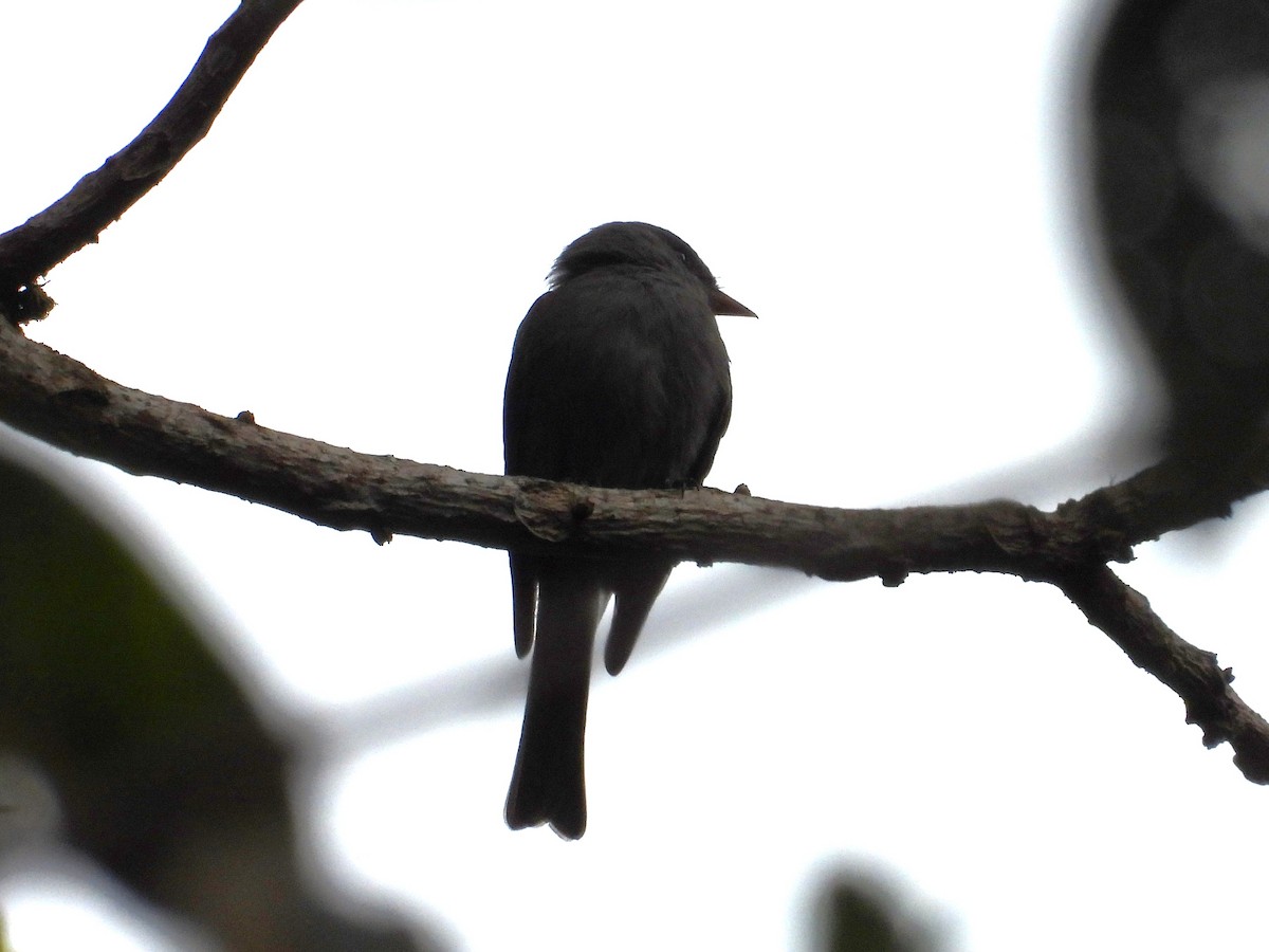 Southern Tropical Pewee - ML642394403