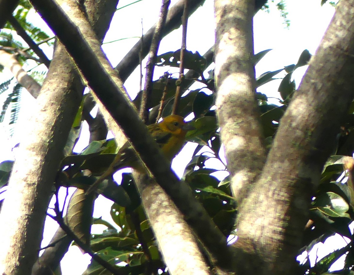 Flame-colored Tanager - ML642394417