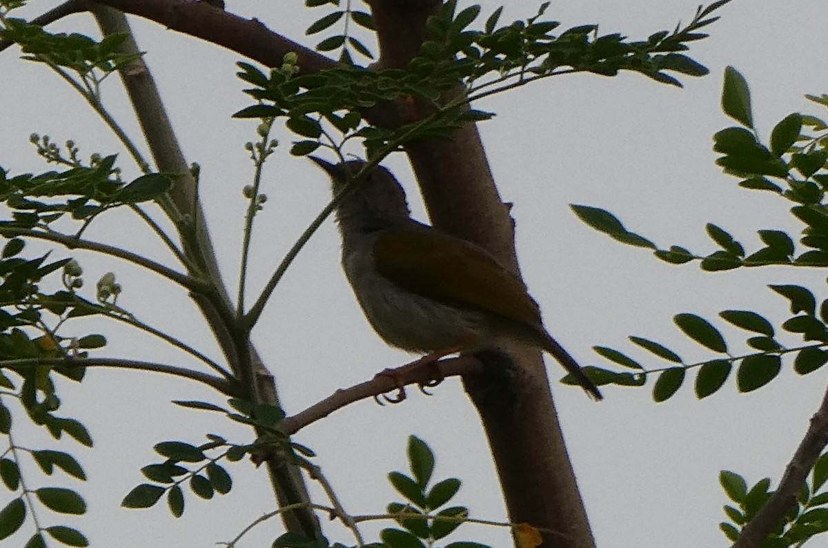Green-backed Camaroptera - ML642394429