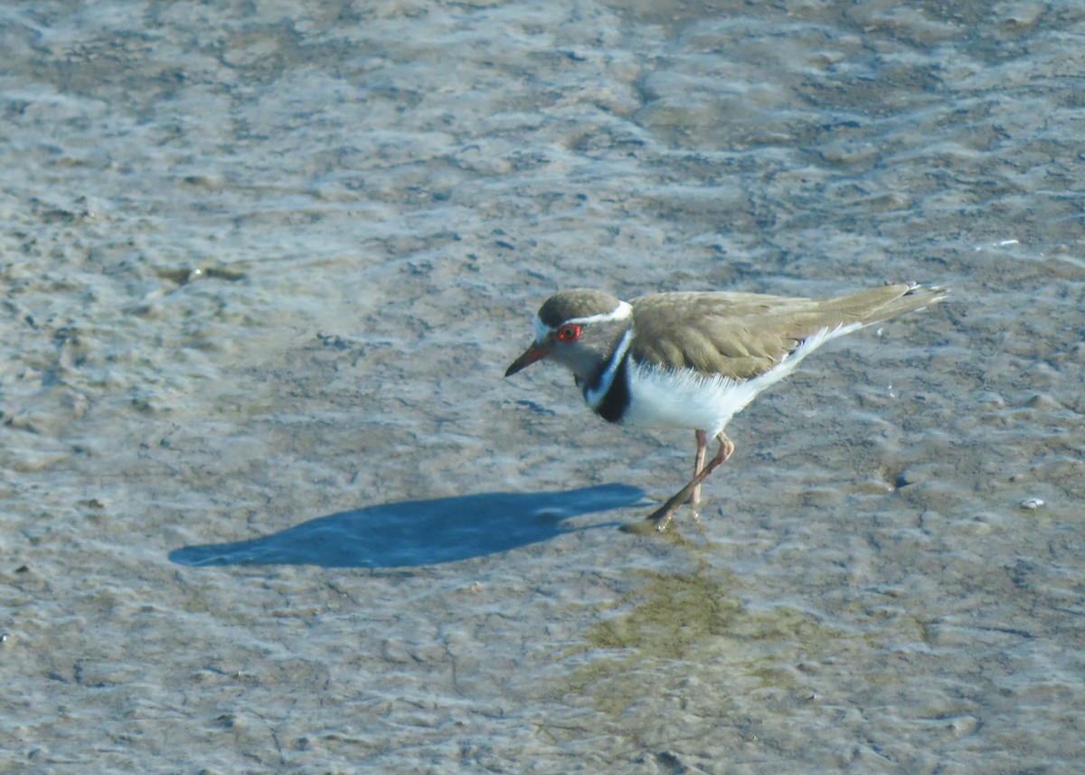 Three-banded Plover - ML642394435