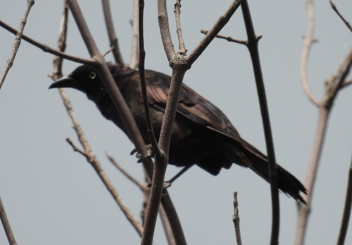 Common Grackle - ML642394439