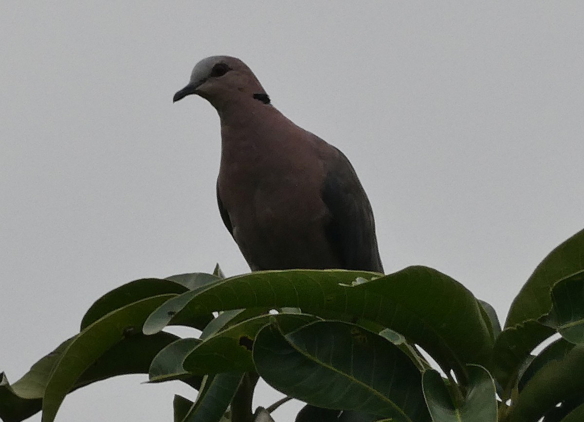 Red-eyed Dove - ML642394450