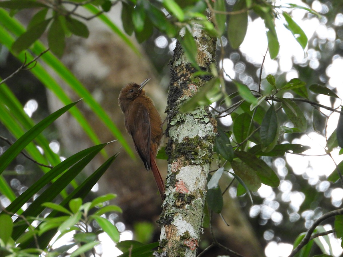 Plain-winged Woodcreeper - ML642394456
