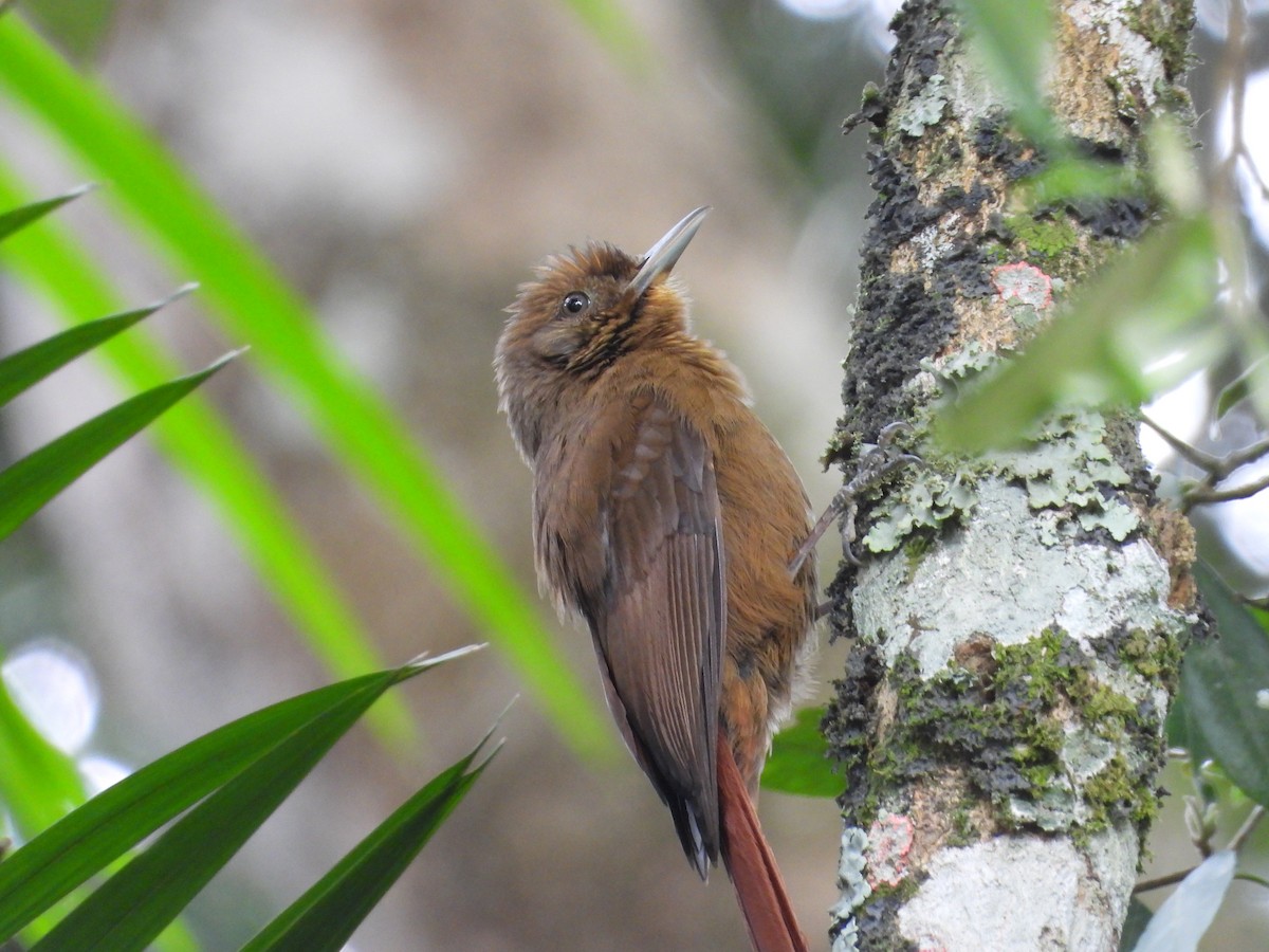 Plain-winged Woodcreeper - ML642394457