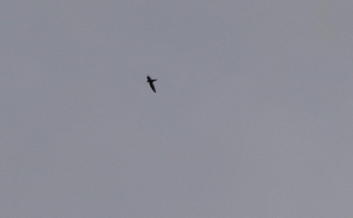 African Palm Swift - ML642394458