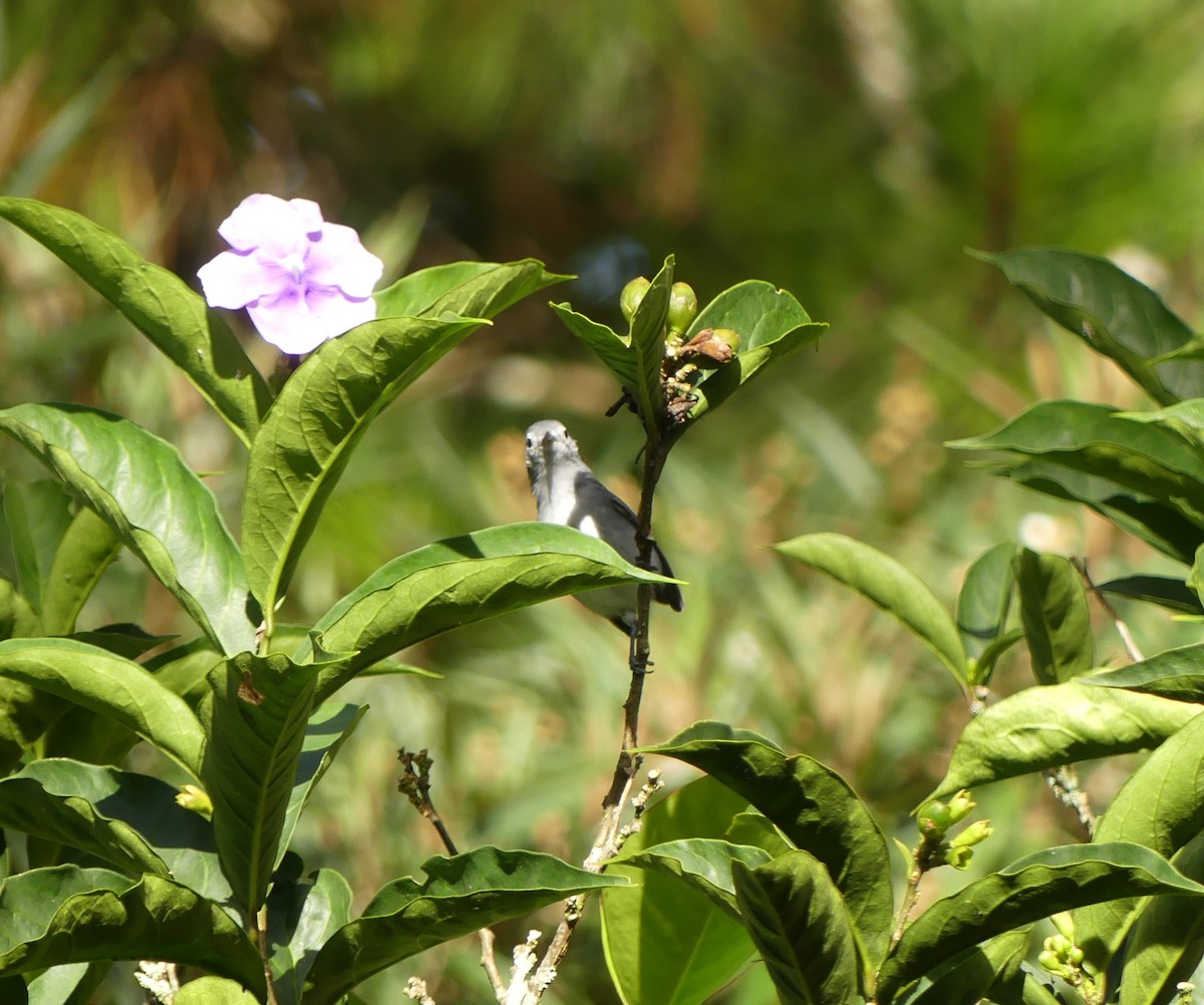 White-browed Gnatcatcher - ML642394479