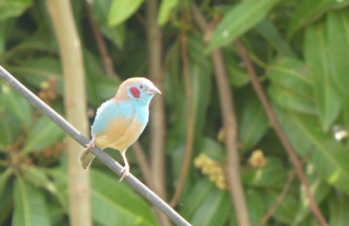 Red-cheeked Cordonbleu - ML642394501