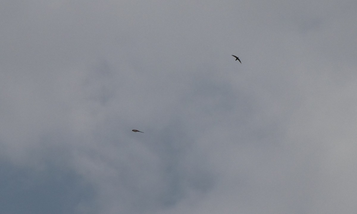 African Palm Swift - ML642394515