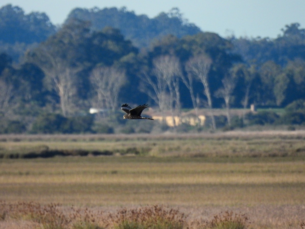 Long-winged Harrier - ML642394518