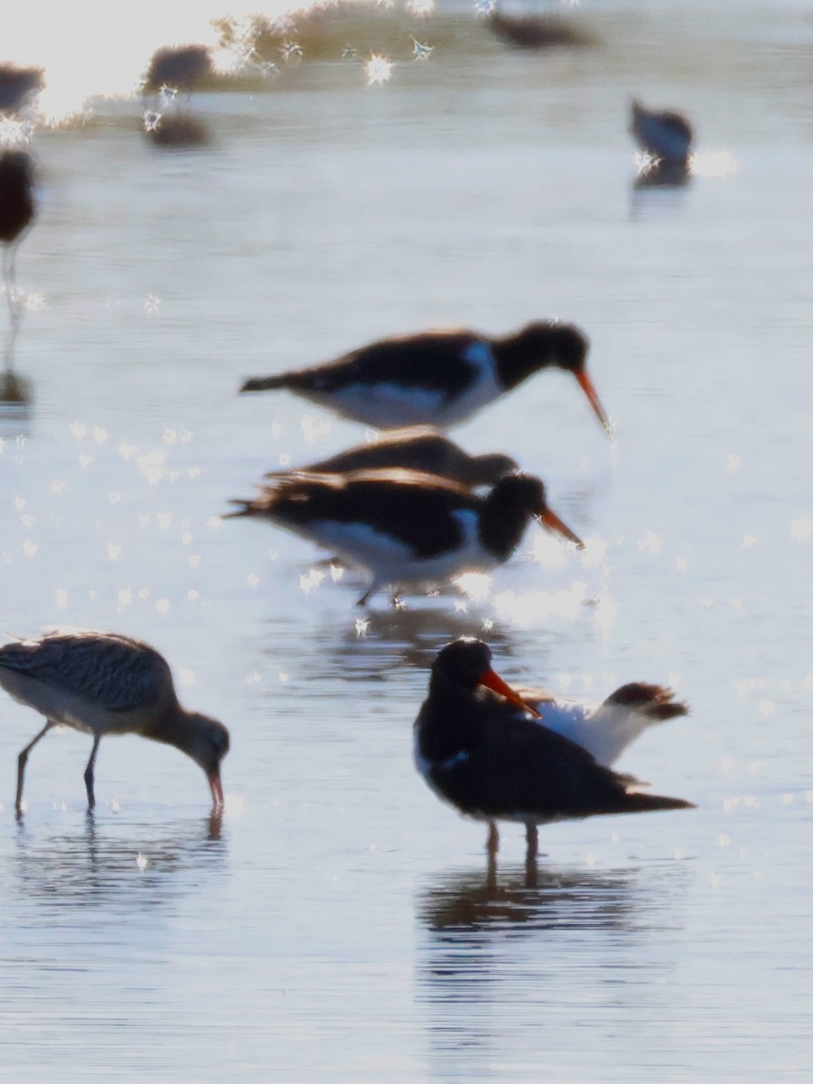 Eurasian Oystercatcher - ML642394529