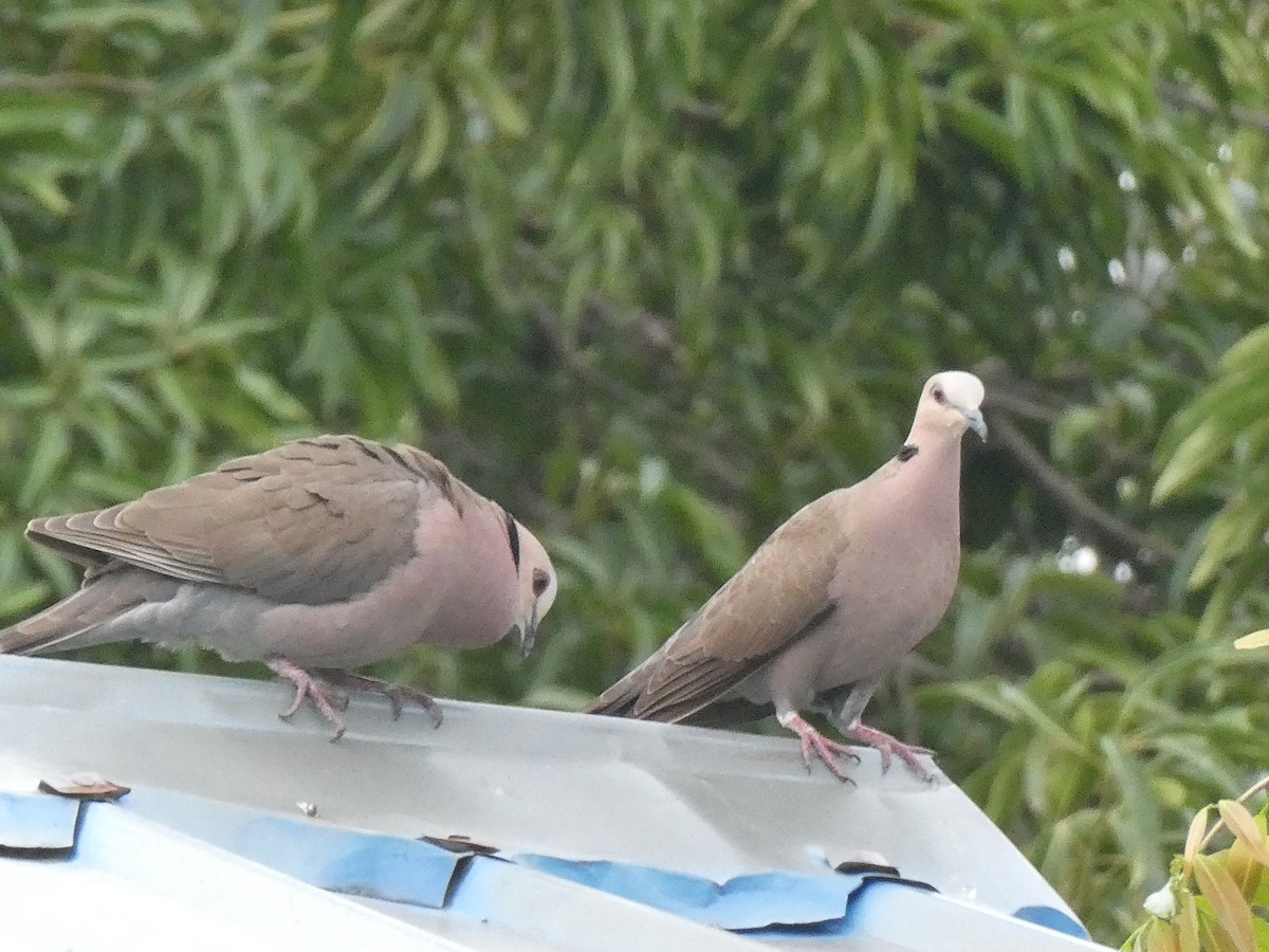 Red-eyed Dove - ML642394530