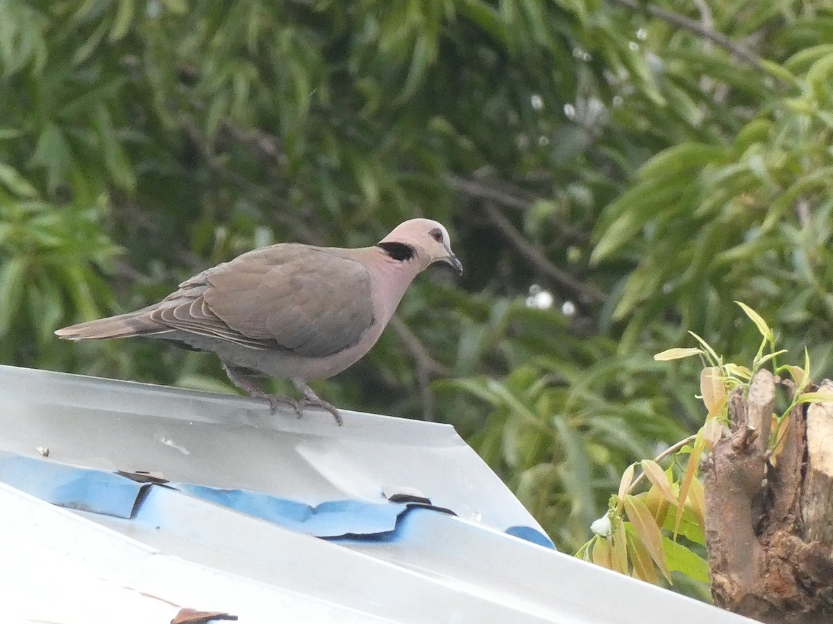 Red-eyed Dove - ML642394532