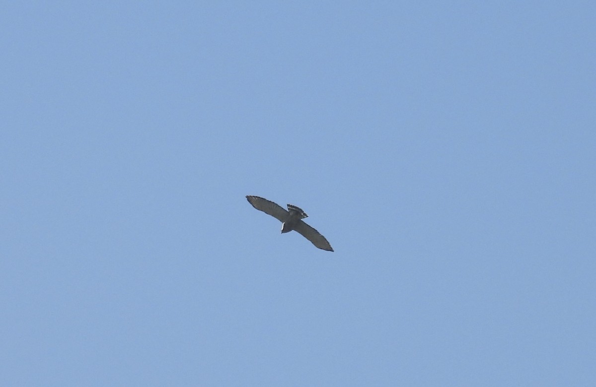 Breitflügelbussard - ML642394543
