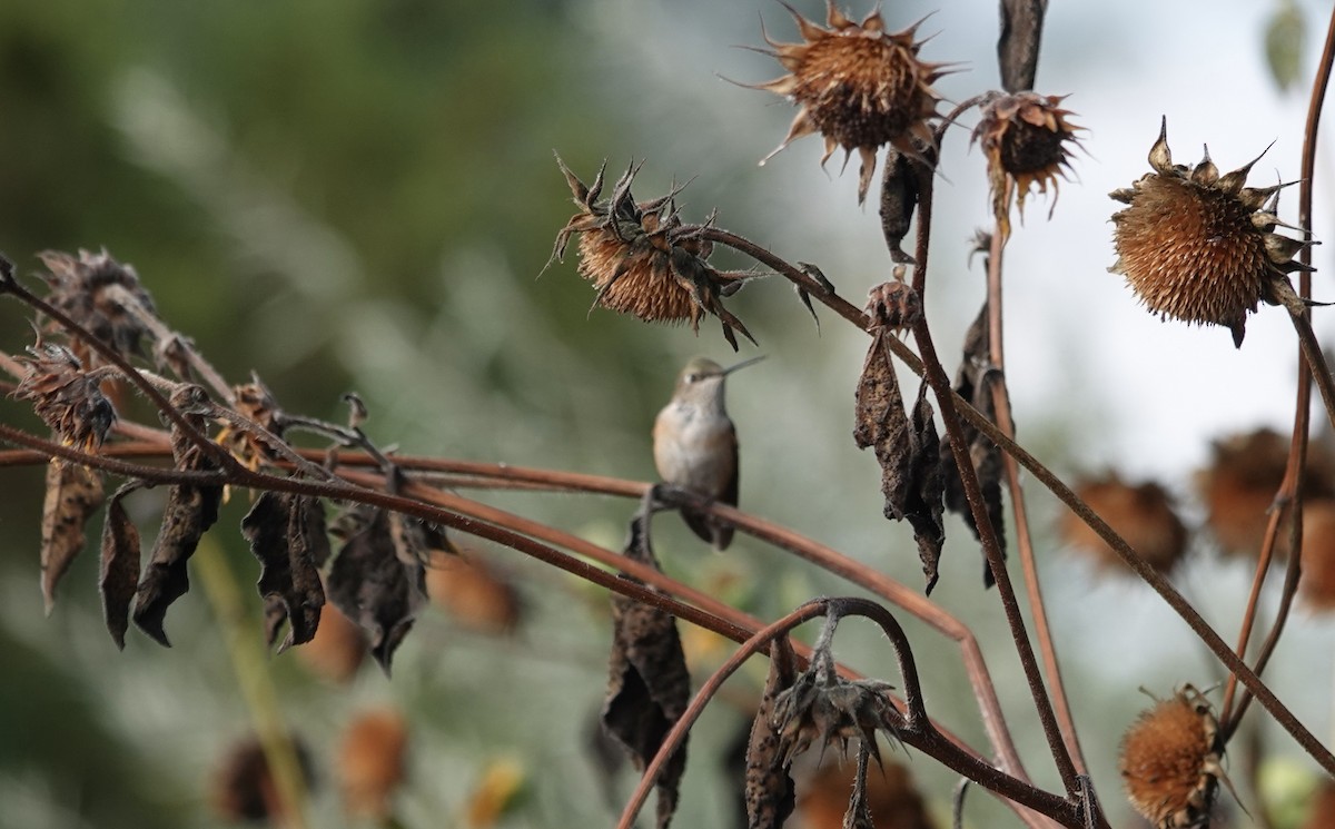 hummingbird sp. - ML642394632