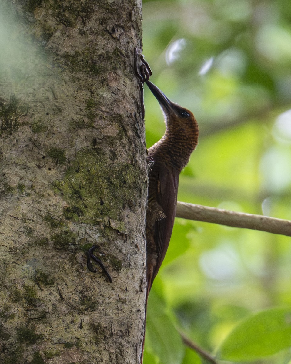 Northern Barred-Woodcreeper - ML642394633