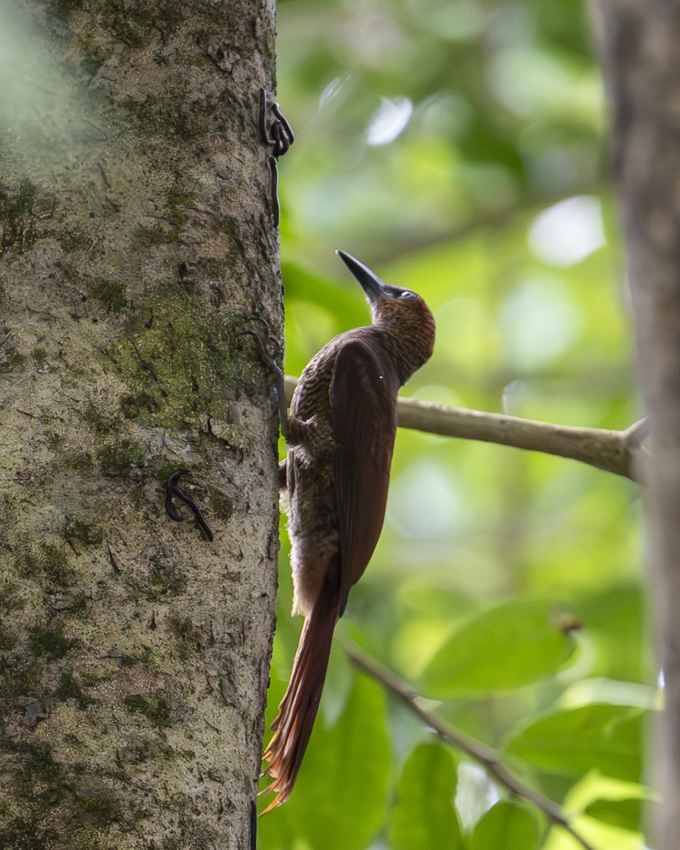 Northern Barred-Woodcreeper - ML642394634