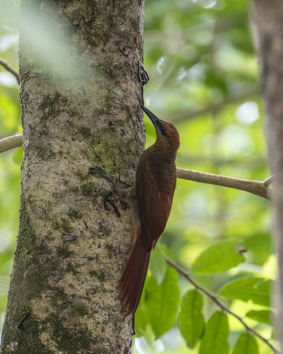 Northern Barred-Woodcreeper - ML642394635