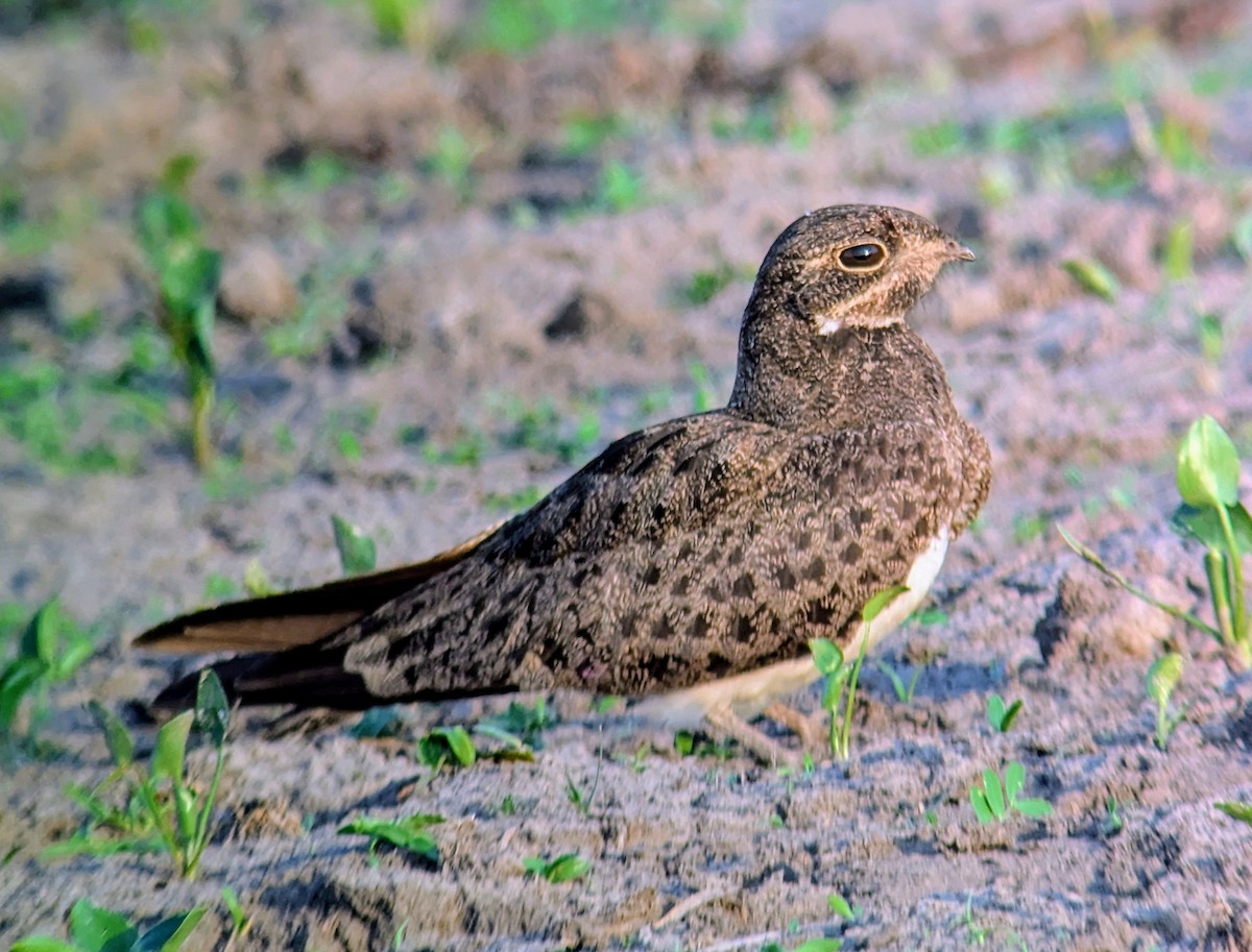Nacunda Nighthawk - ML642394662