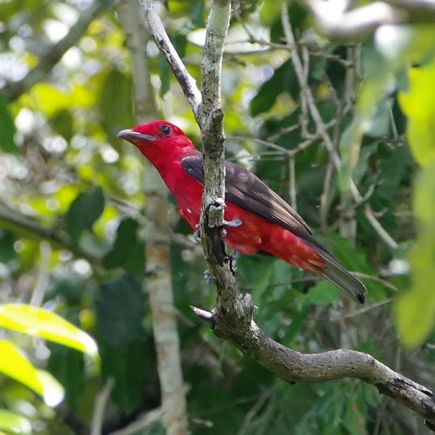 Crimson Fruitcrow - ML642394675