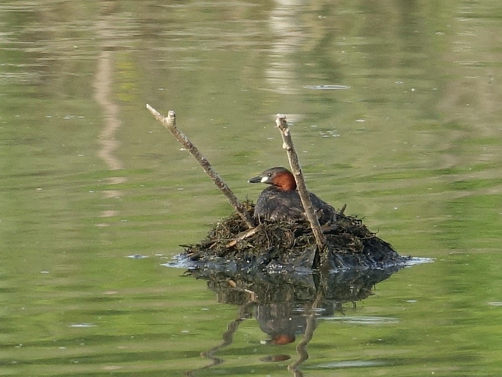 Little Grebe - ML642394708