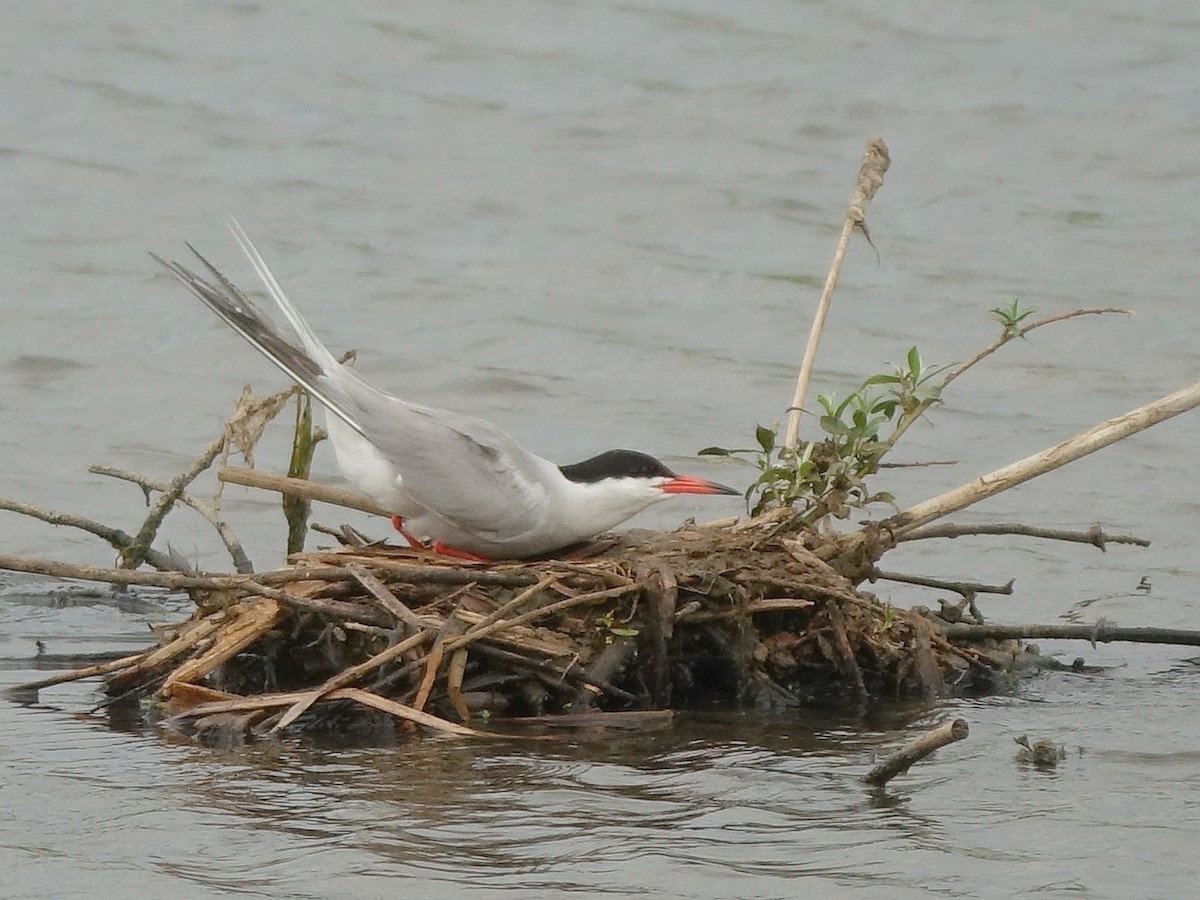 Common Tern - ML642394715