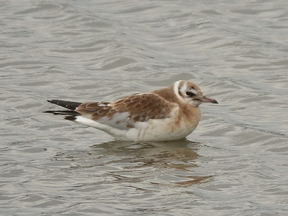 Black-headed Gull - ML642394737