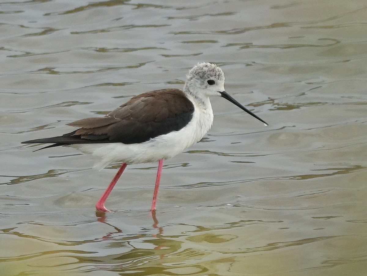 Black-winged Stilt - ML642394762
