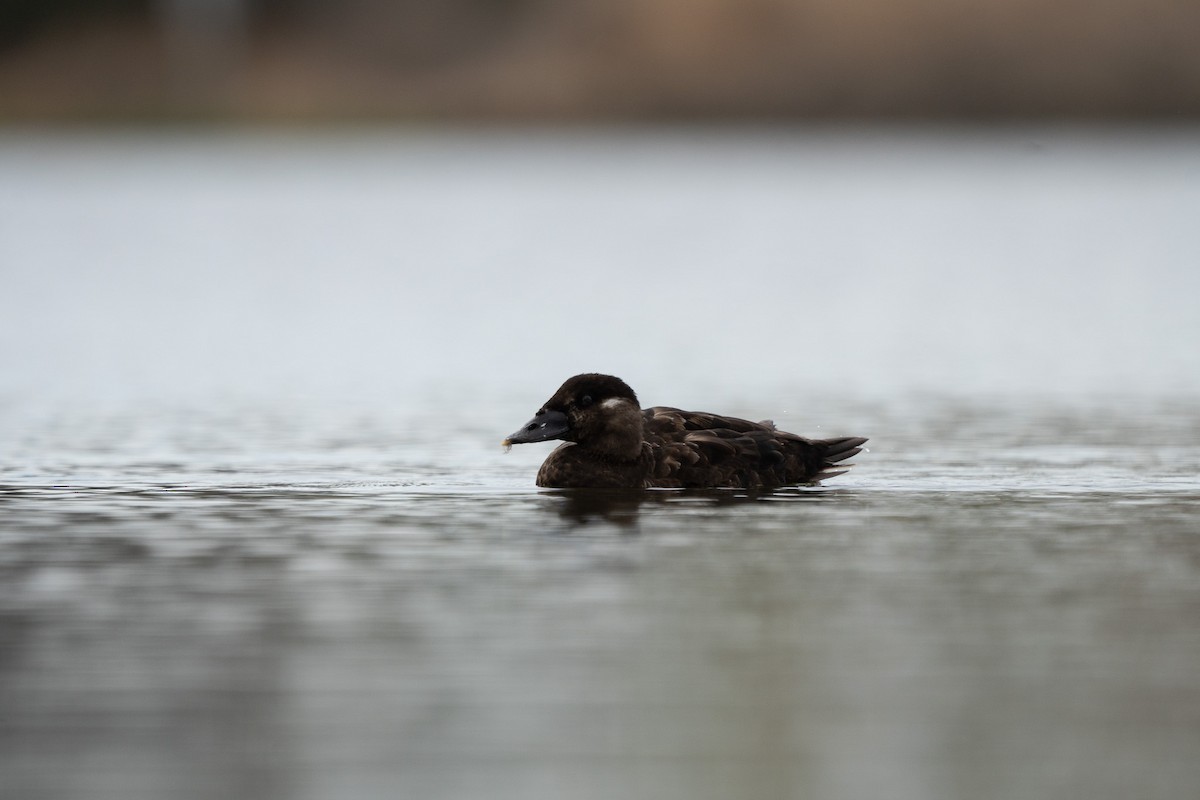 Surf Scoter - ML642394793
