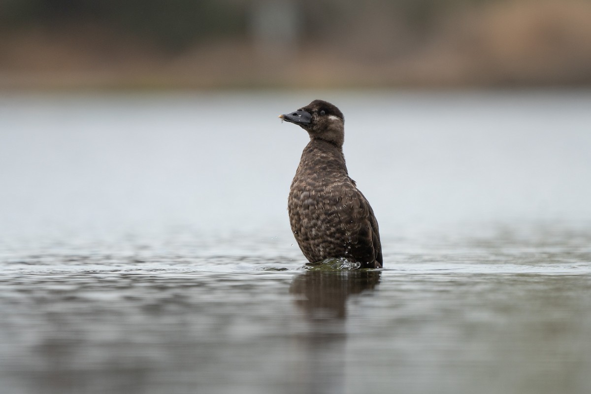 Surf Scoter - ML642394794