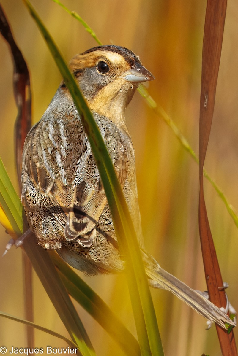 Nelson's Sparrow - ML642394798