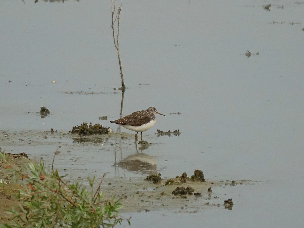 Green Sandpiper - ML642394813