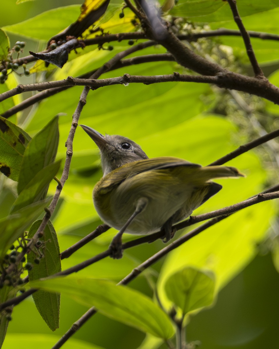 Lesser Greenlet - ML642394816