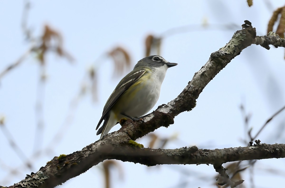 eremittvireo - ML642394874