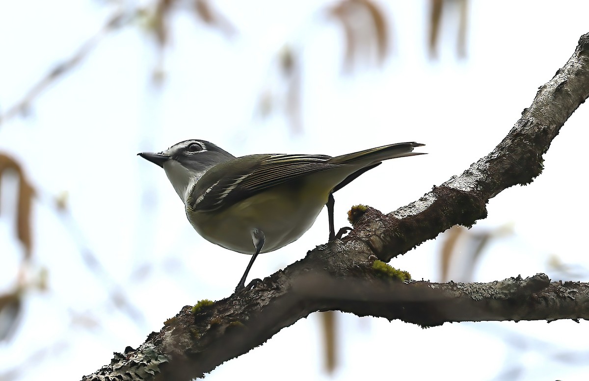 eremittvireo - ML642394875