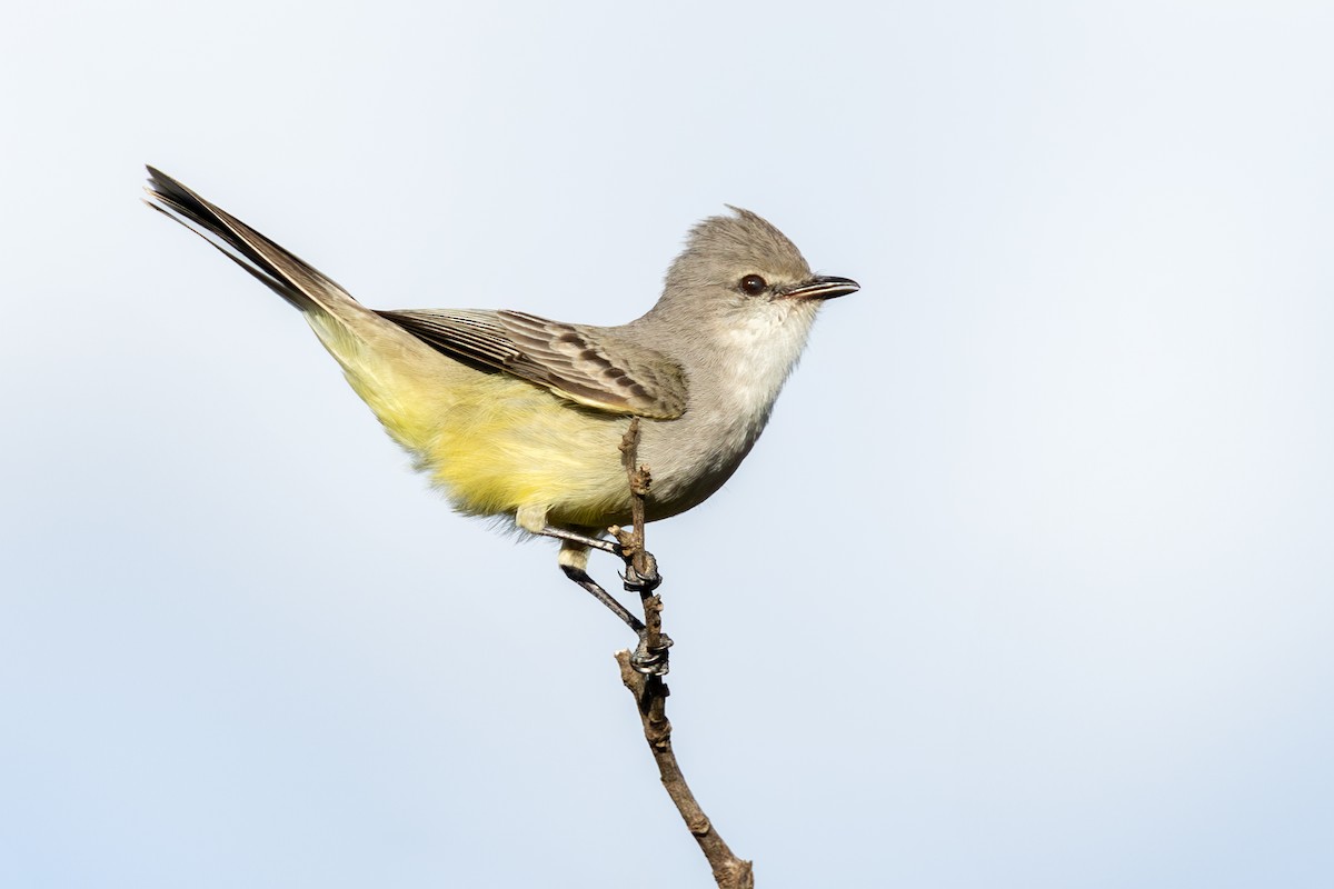 Çapada Tiranuleti - ML642394884