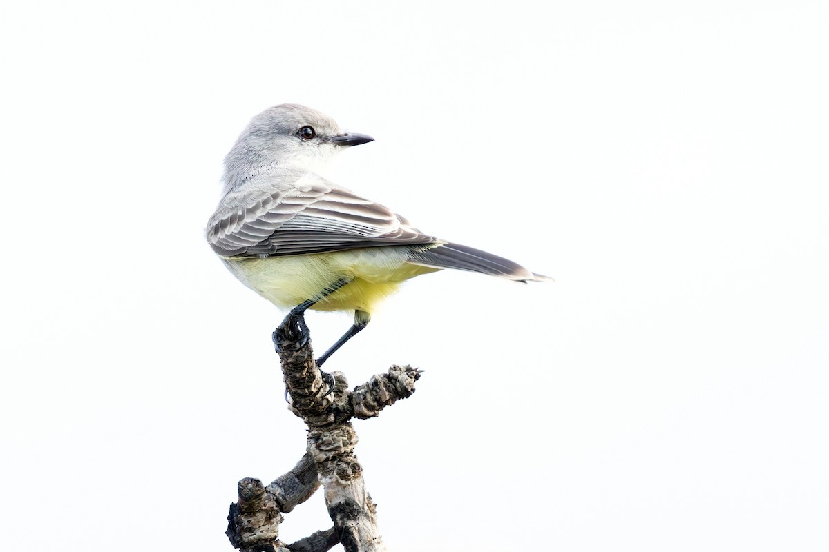 Çapada Tiranuleti - ML642394886