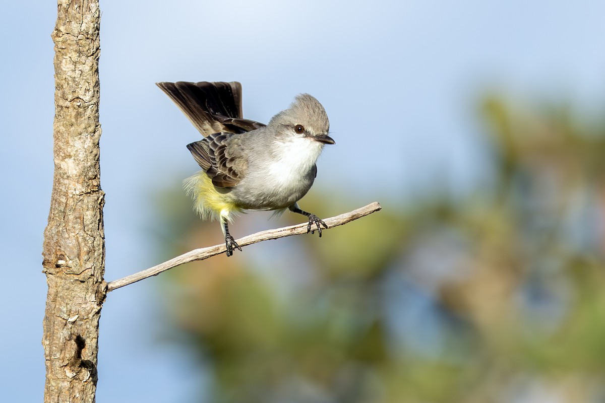 Çapada Tiranuleti - ML642394887