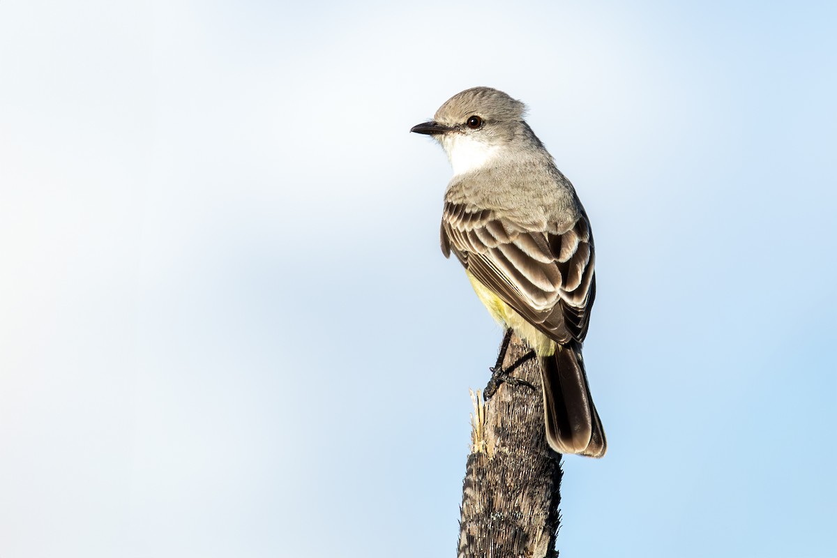 Çapada Tiranuleti - ML642394888