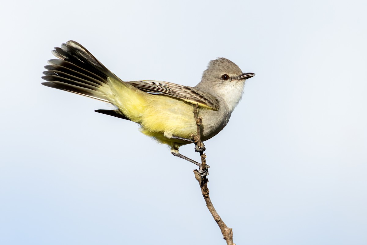 Çapada Tiranuleti - ML642394889