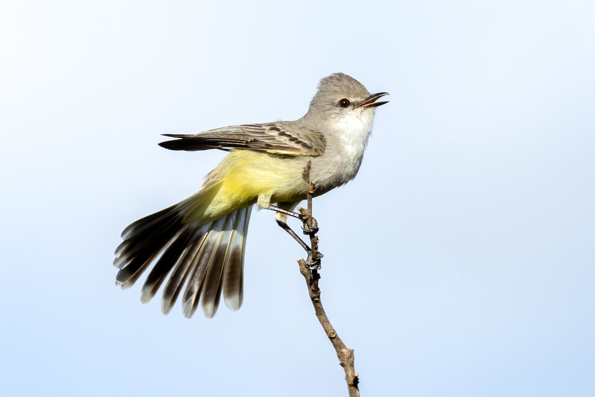 Çapada Tiranuleti - ML642394890