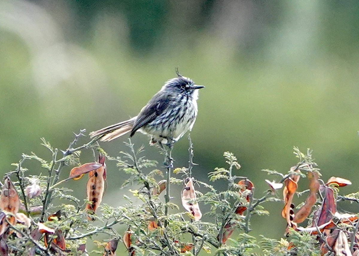 Tufted Tit-Tyrant - ML642394923