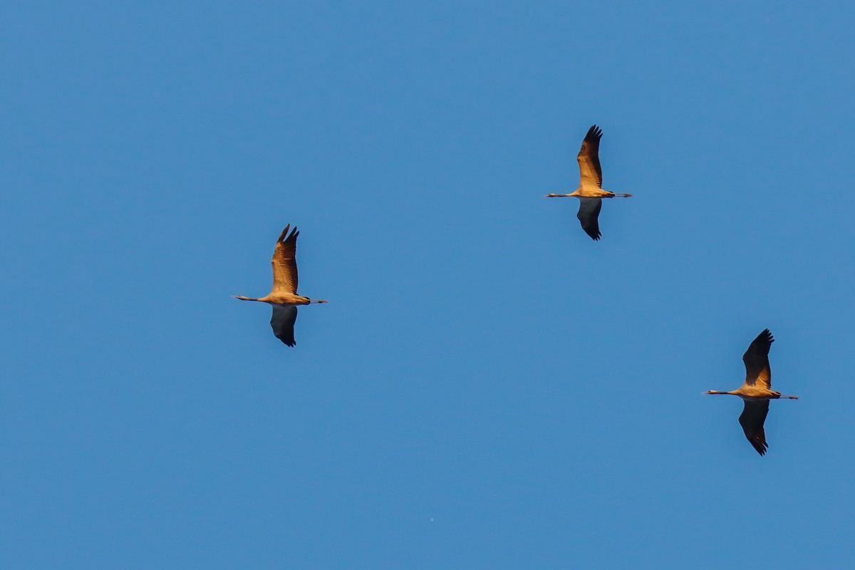 Common Crane - ML642394936