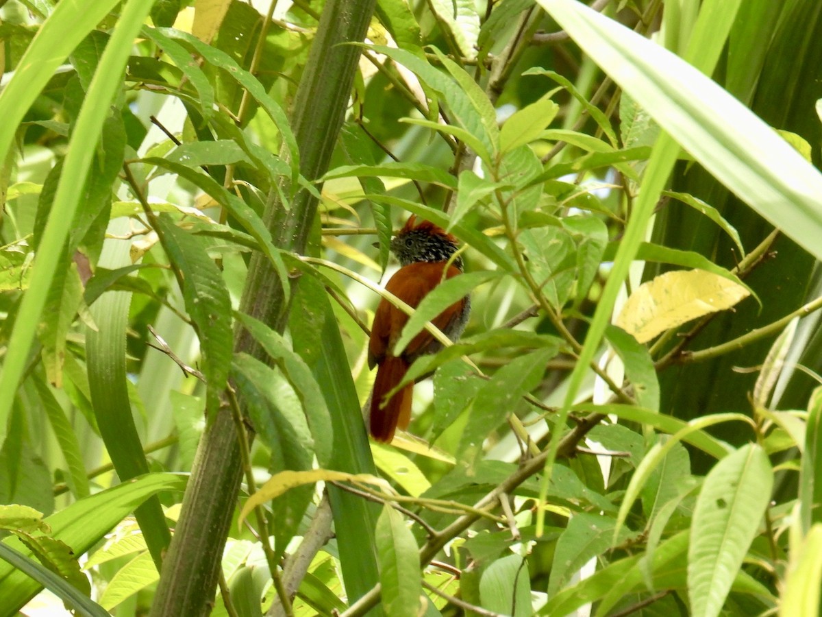 Batará Vermiculado - ML642394940