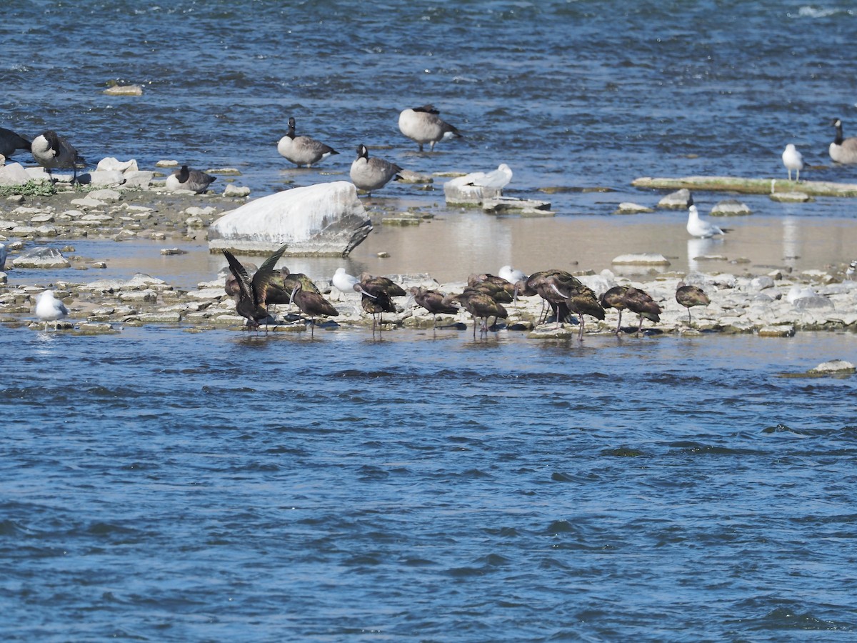 White-faced Ibis - ML642394946