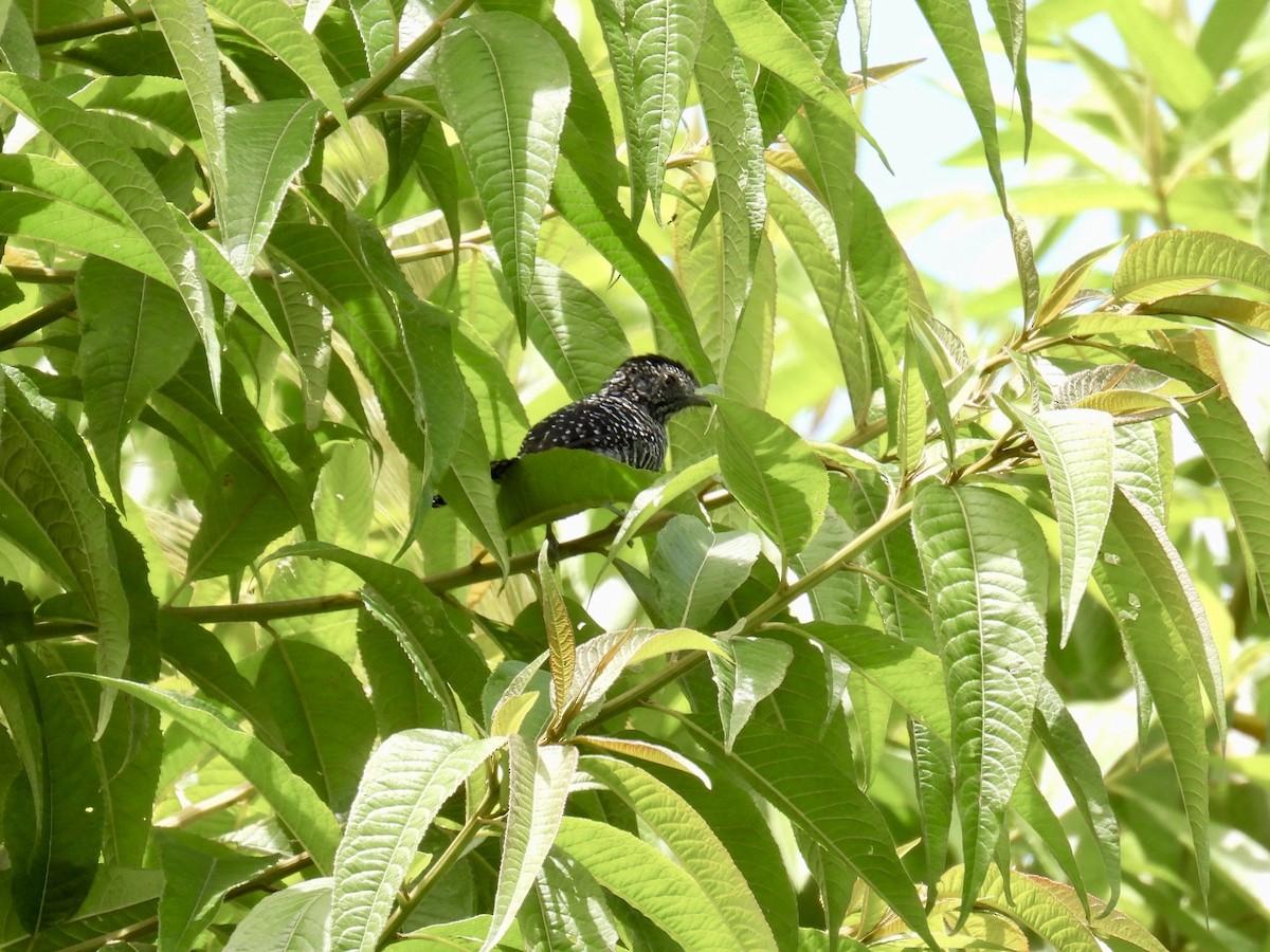 Batará Vermiculado - ML642394960