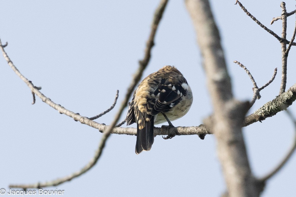 Rose-breasted Grosbeak - ML642394969