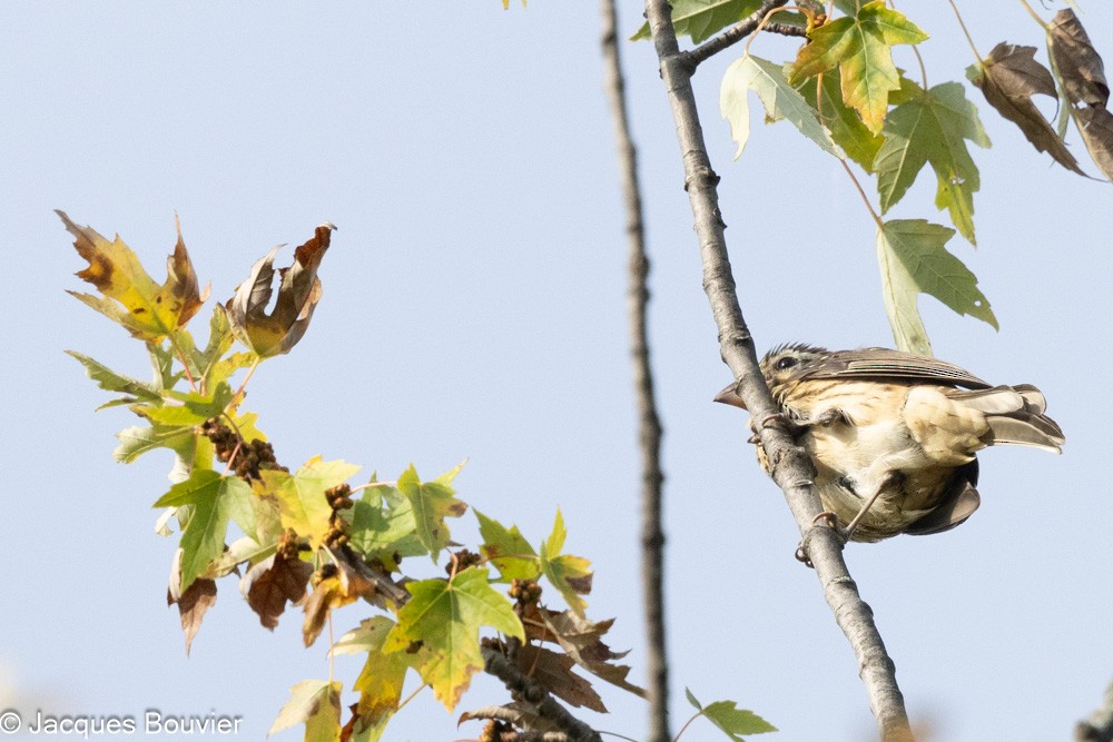 Rose-breasted Grosbeak - ML642394970