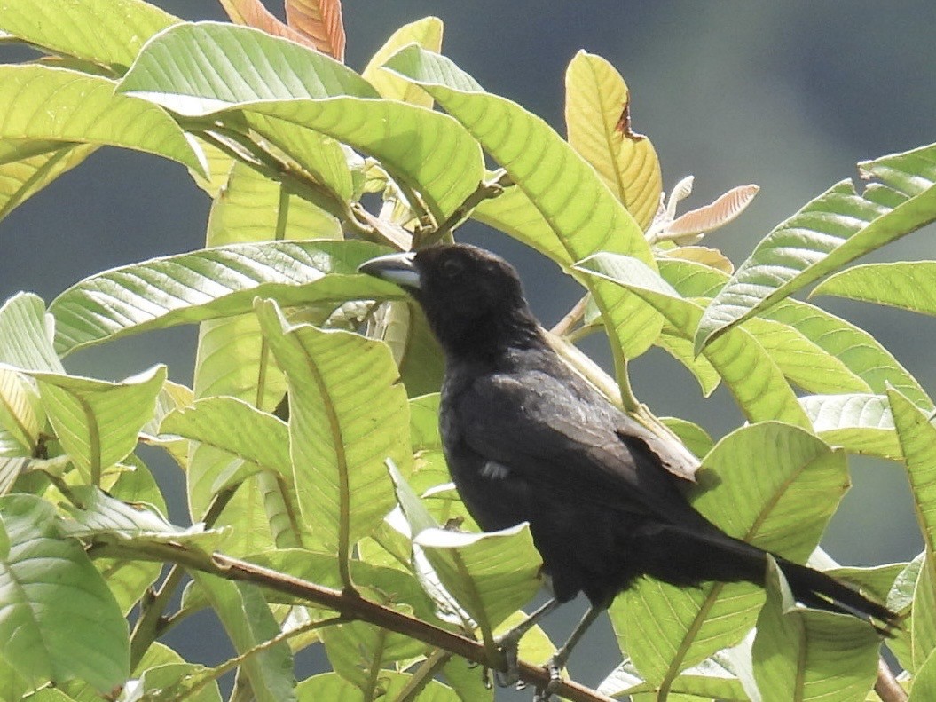 Tangara Negra - ML642394984