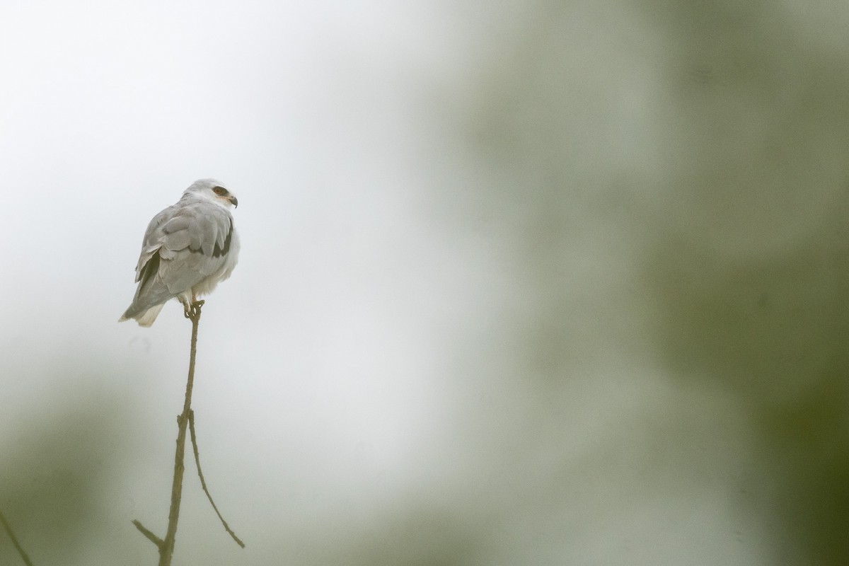 White-tailed Kite - ML642394996