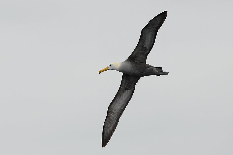 Albatros des Galapagos - ML642395003